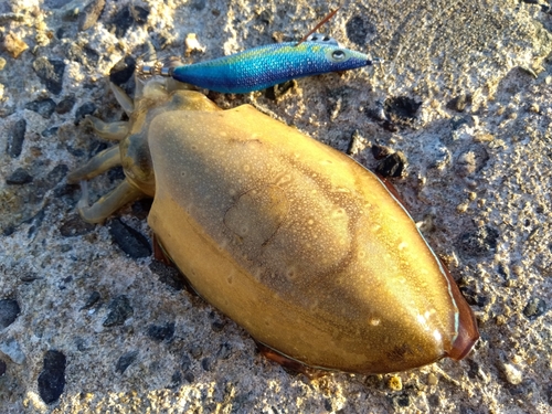 コウイカの釣果