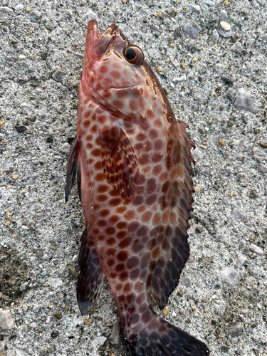 オオモンハタの釣果