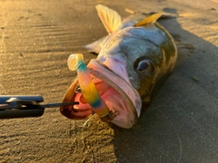 スズキの釣果