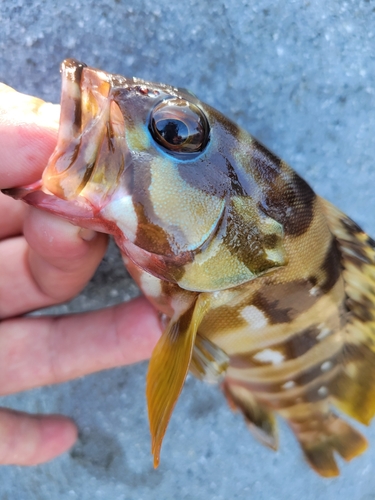 アカハタの釣果