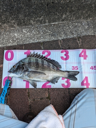 クロダイの釣果