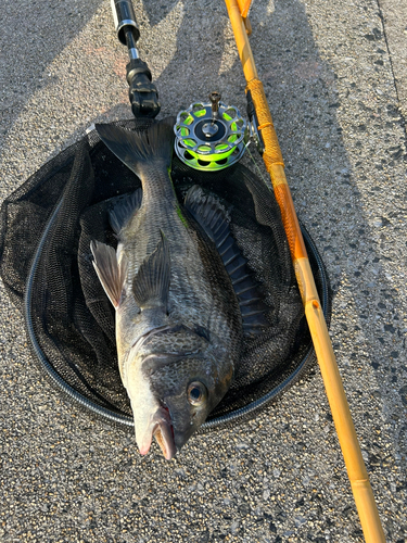 チヌの釣果