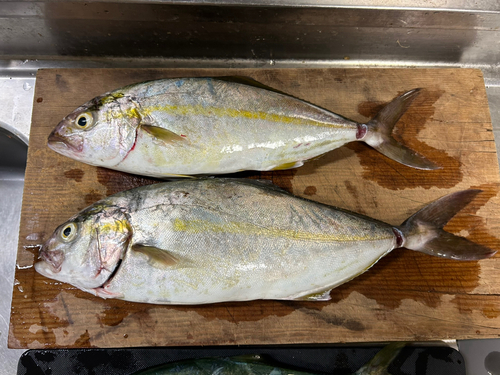 ショゴの釣果