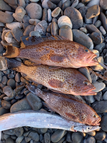 オオモンハタの釣果