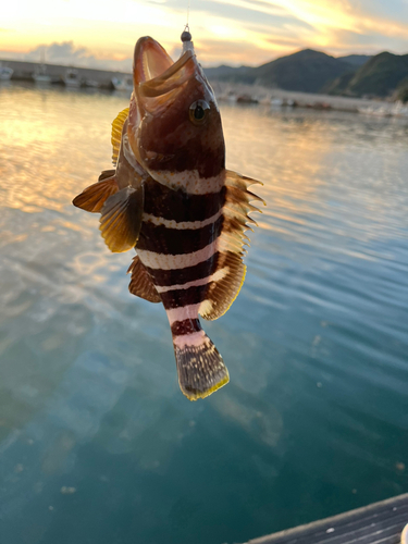 アオハタの釣果