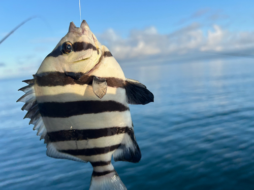 サンバソウの釣果