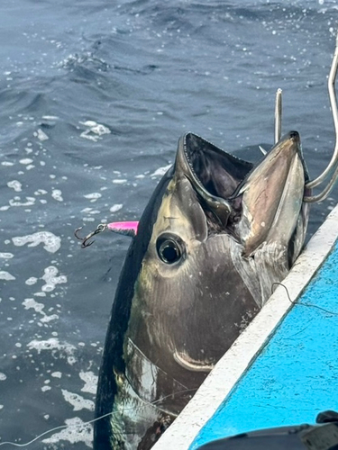 クロマグロの釣果