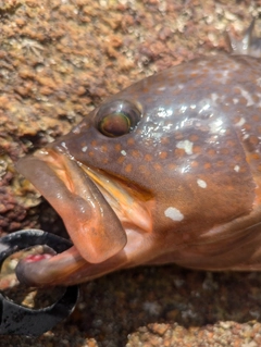 アコウの釣果