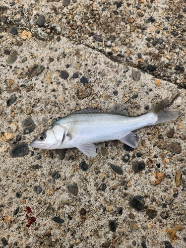 スズキの釣果