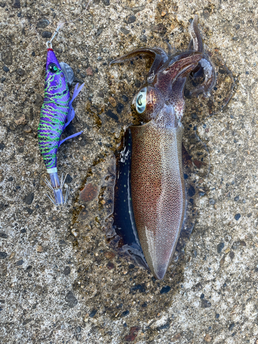 アオリイカの釣果