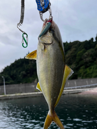 ショゴの釣果