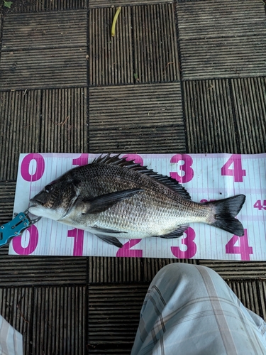 クロダイの釣果