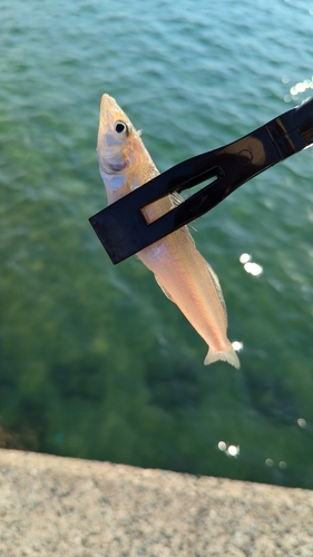 キスの釣果