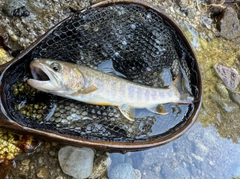 イワナの釣果