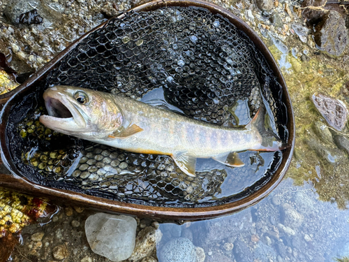 イワナの釣果