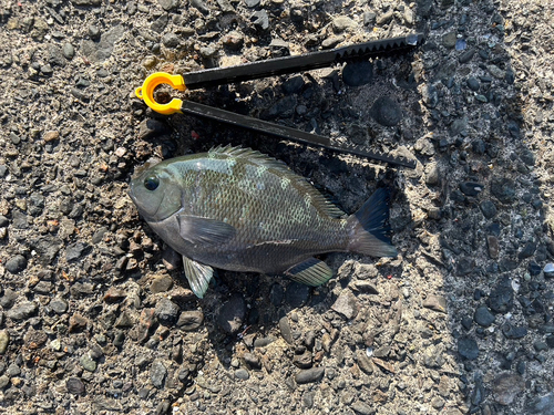 メジナの釣果