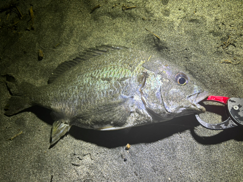 キビレの釣果