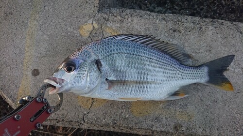 キビレの釣果