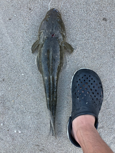 マゴチの釣果