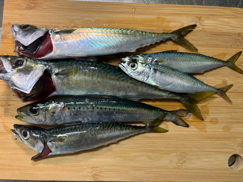 サバの釣果