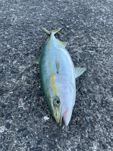 ヤズの釣果