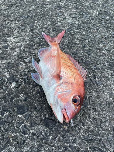 マダイの釣果