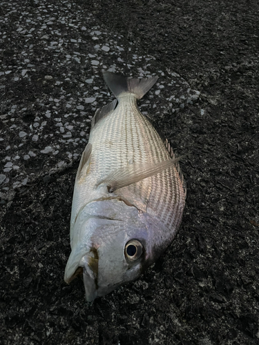 ヘダイの釣果