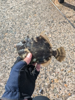 カワハギの釣果