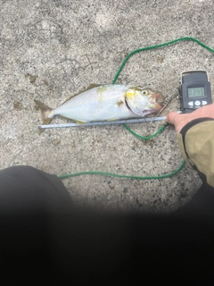 シオの釣果