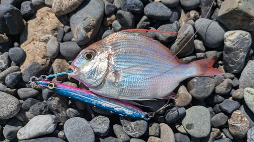 ハナダイの釣果