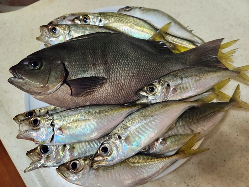 クロメジナの釣果