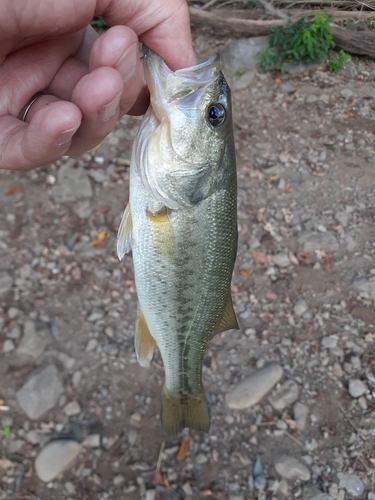 ラージマウスバスの釣果