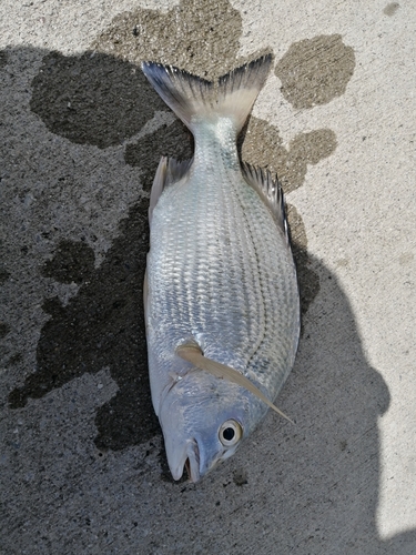 オキナワキチヌの釣果