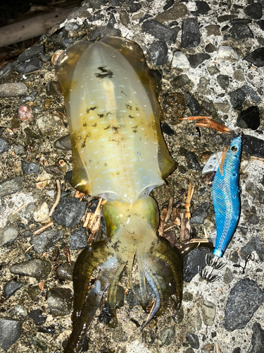 アオリイカの釣果