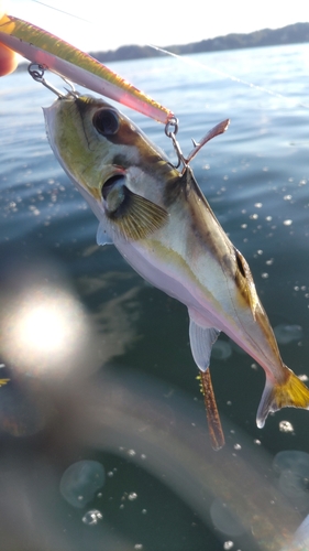 シロサバフグの釣果