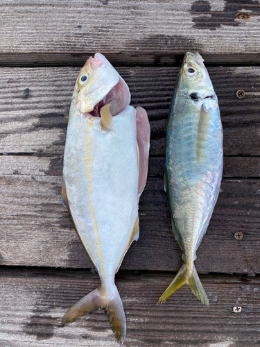 シオの釣果