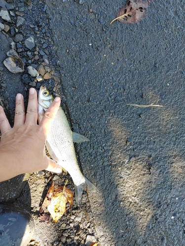 ワタカの釣果