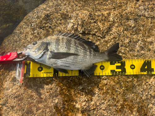 チヌの釣果