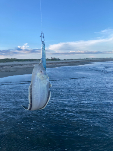 シタビラメの釣果