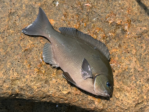 オナガグレの釣果