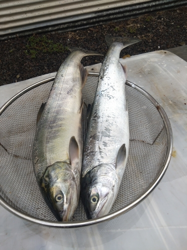 サケの釣果