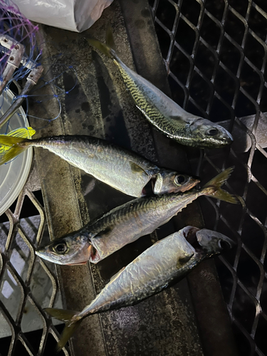 サバの釣果