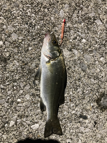 セイゴ（ヒラスズキ）の釣果