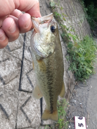 ラージマウスバスの釣果