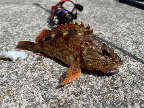 カサゴの釣果