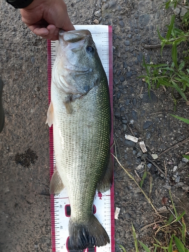 ラージマウスバスの釣果