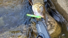 ニゴイの釣果