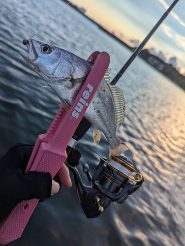 ニベの釣果