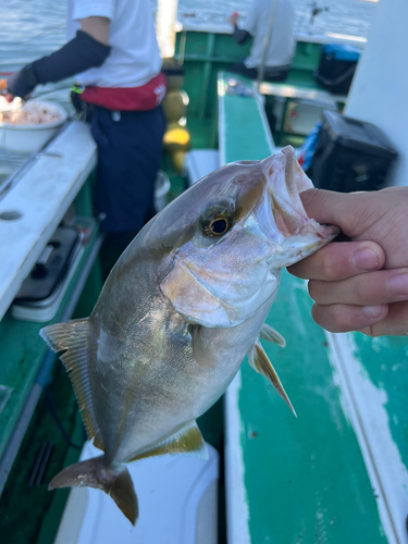 カンパチの釣果