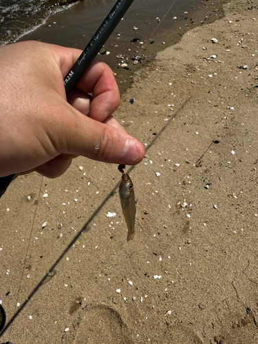 キスの釣果